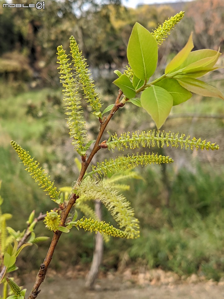 水柳 台南市安南區台灣歷史博物館 01/29