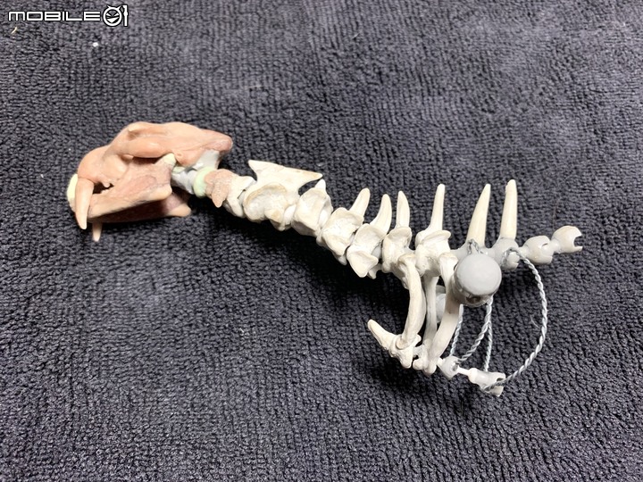 DIY 劍齒虎骨歷經13年終於製作完成.