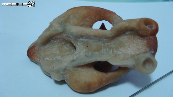 DIY 劍齒虎骨歷經13年終於製作完成.