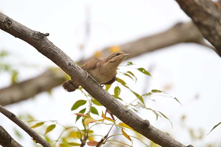 點我看大圖 Nikon Z9+863PF+1.4X清楚記錄地啄木進食螞蟻的過程