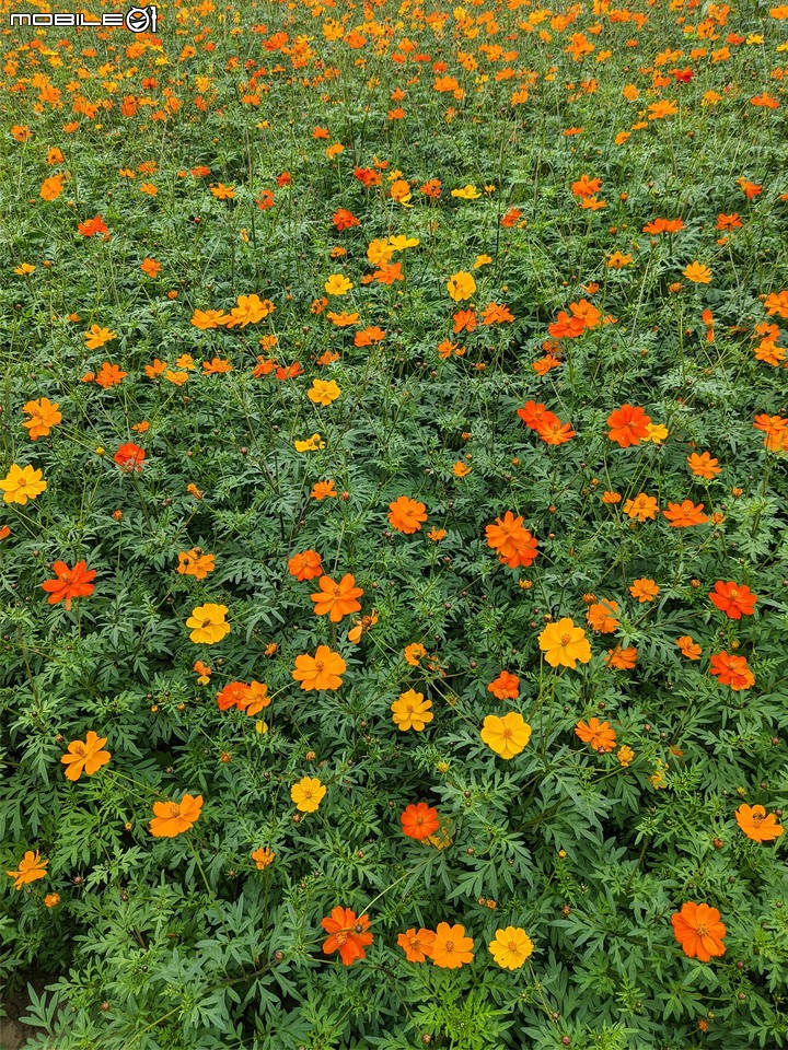 百日菊+大波斯菊 台南市山上區淨水池區 01/01
