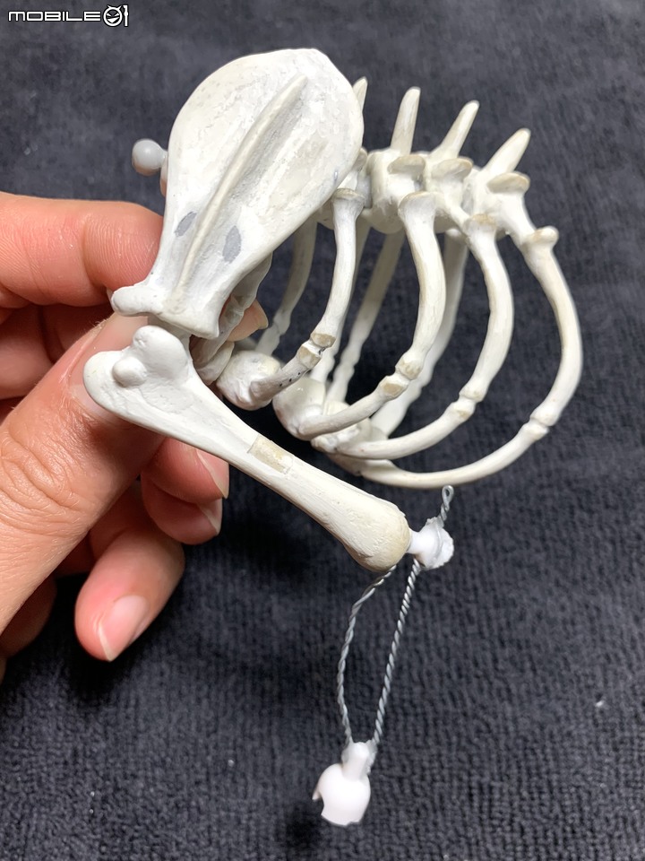 DIY 劍齒虎骨歷經13年終於製作完成.