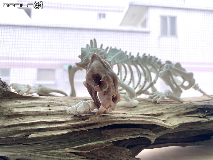 DIY 劍齒虎骨歷經13年終於製作完成.