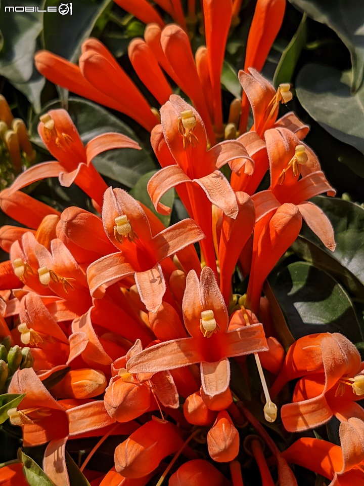 炮仗花 台南市東區後甲公園 01/29