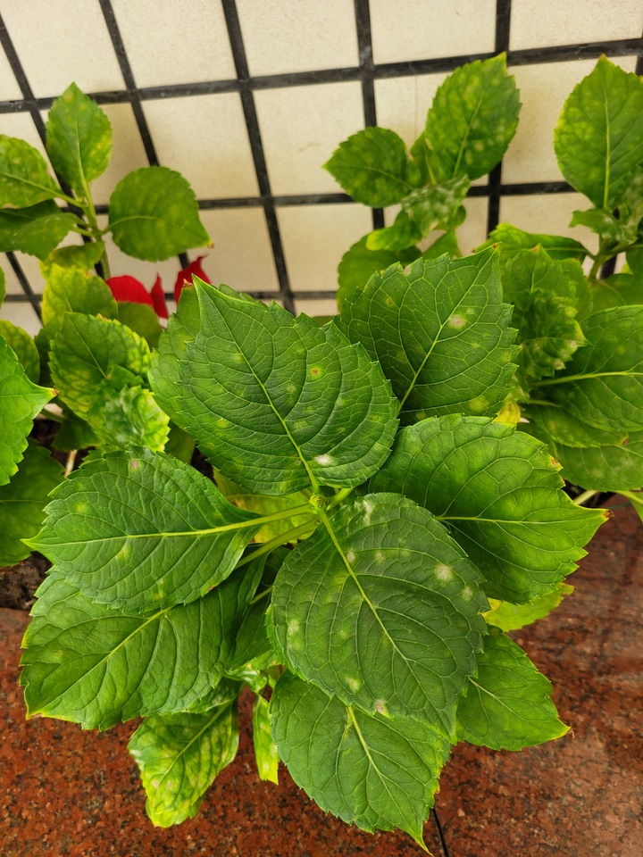 繡球花求救