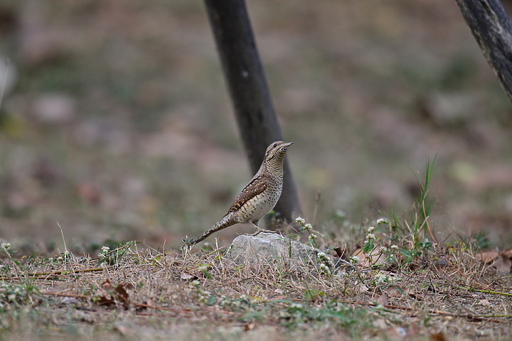 點我看大圖 Nikon Z9+863PF+1.4X清楚記錄地啄木進食螞蟻的過程