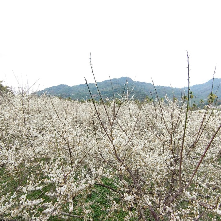 【小惡魔好玩兔U】新年走春 賞櫻花 梅花 吃大餐