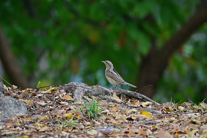 點我看大圖 Nikon Z9+863PF+1.4X清楚記錄地啄木進食螞蟻的過程