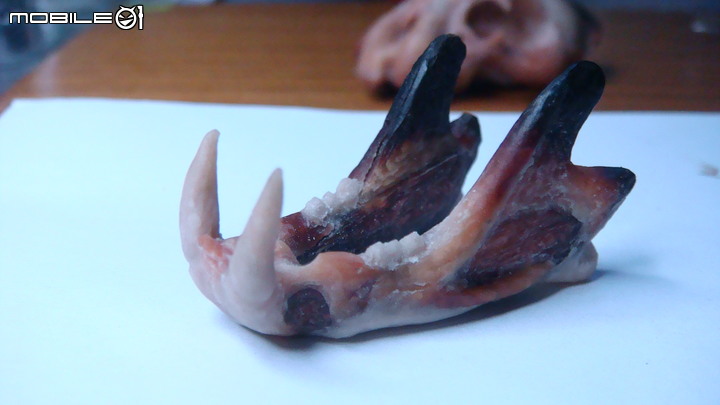 DIY 劍齒虎骨歷經13年終於製作完成.