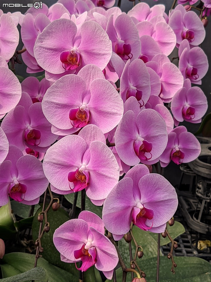 蘭花 台南市歸仁區七甲花卉區 01/14