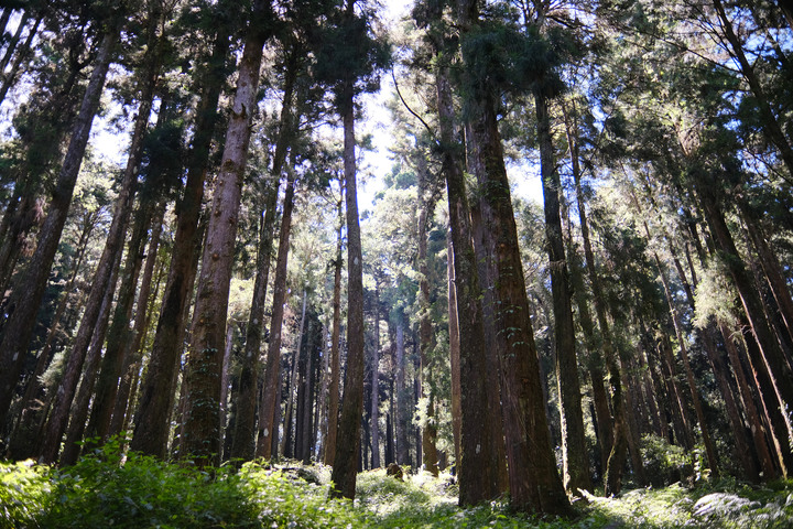 點我看大圖 【水山巨木步道 】一條結合阿里山森林鐵道文化與探訪千年水山巨木的步道