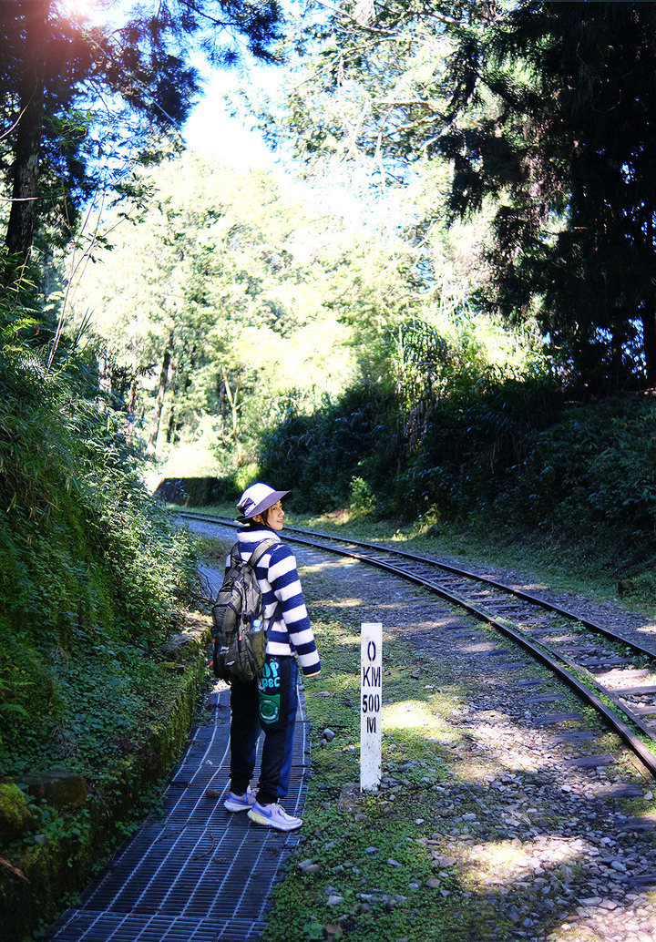 點我看大圖 【水山巨木步道 】一條結合阿里山森林鐵道文化與探訪千年水山巨木的步道