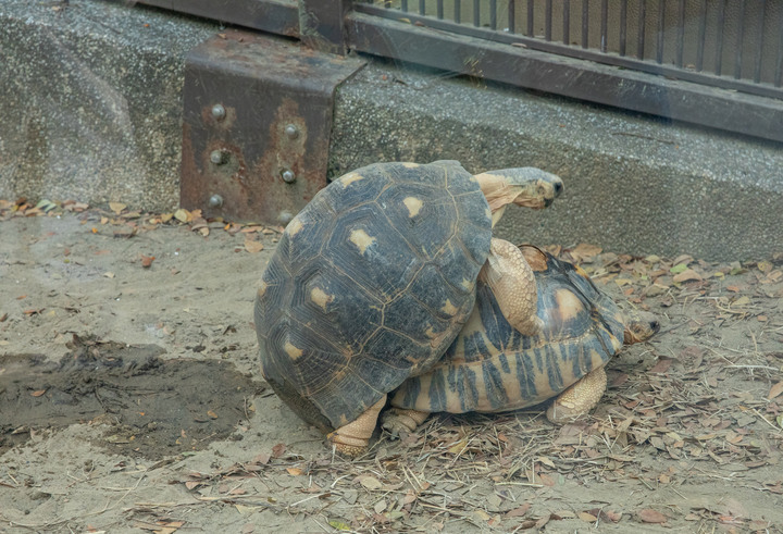 點我看大圖 壽山動物園|童年記憶的起點