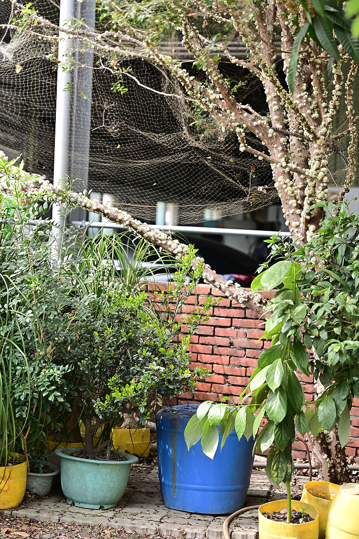 點我看大圖 樹葡萄開了花結了果,開花吸引著蜜蜂,結果吸引著綠繡眼與白頭翁。