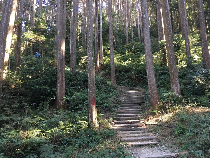 桃源賞櫻、順遊藤枝國家森林遊樂區