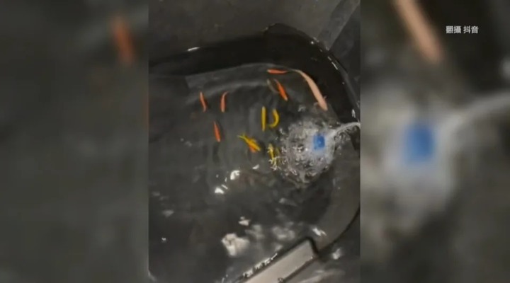 機車車箱內養魚!