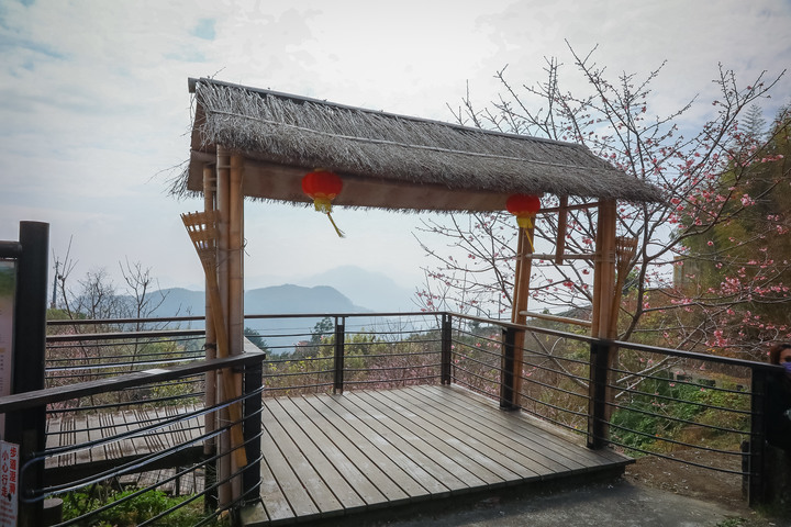 點我看大圖 阿里山櫻之道、奮起湖老街,深山處遇見滿開櫻花的露營區