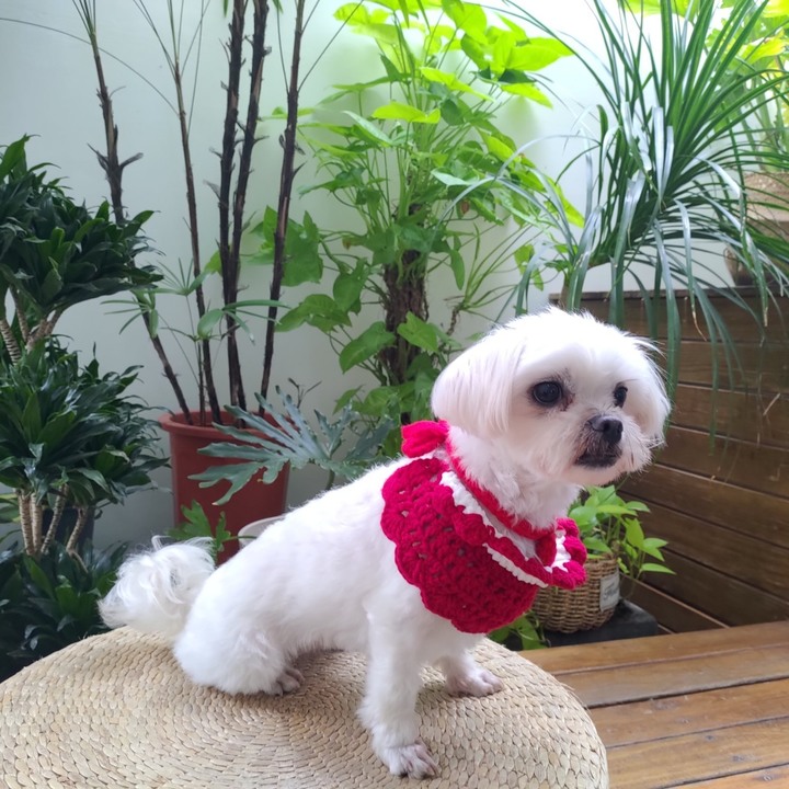 我的狗狗---時尚禦寒圍領巾