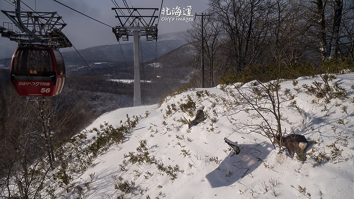 ++ OhYa ++ 北海道。冬季戀歌