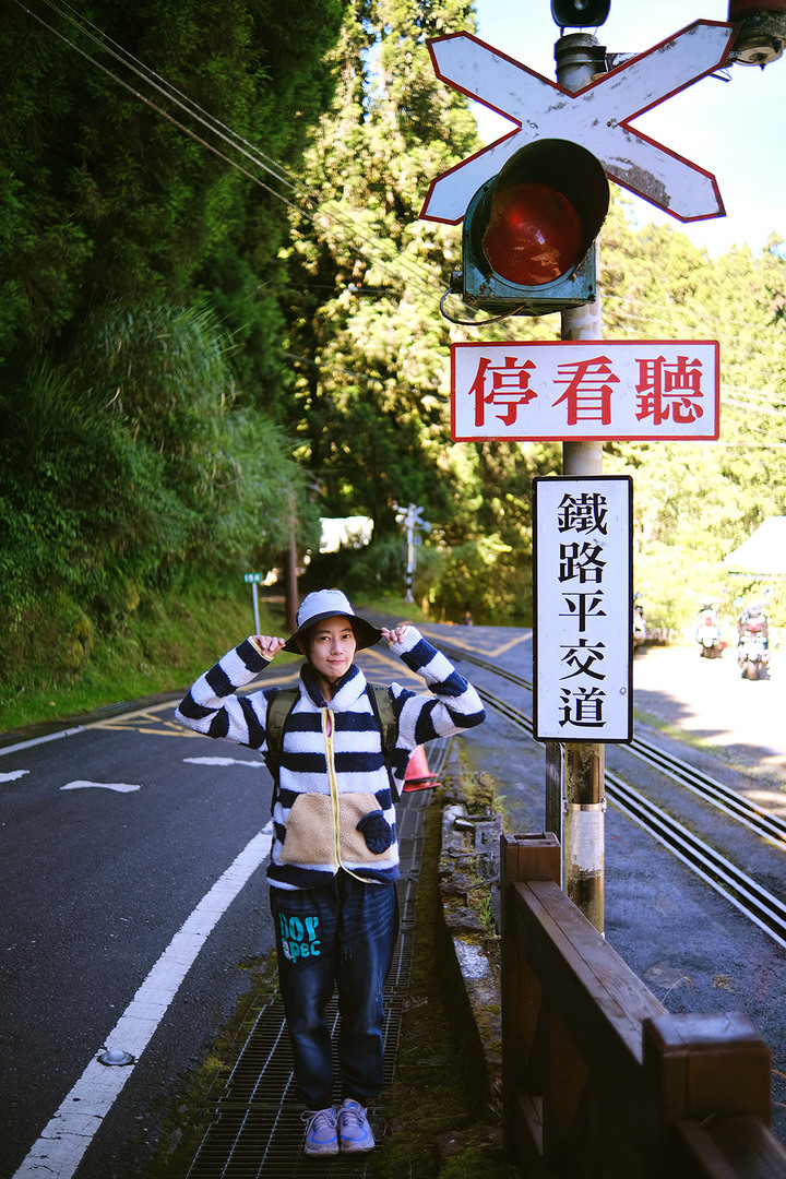 點我看大圖 【水山巨木步道 】一條結合阿里山森林鐵道文化與探訪千年水山巨木的步道