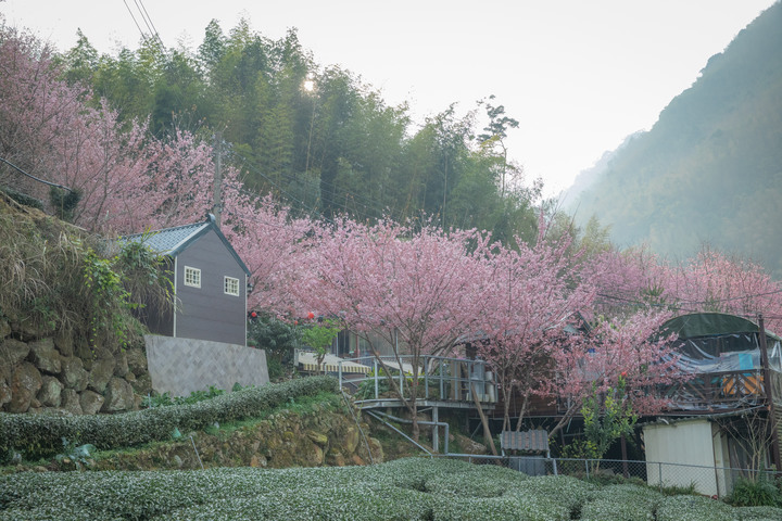 點我看大圖 阿里山櫻之道、奮起湖老街,深山處遇見滿開櫻花的露營區