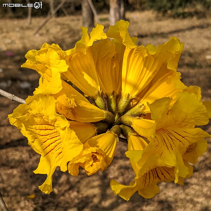 黃花風鈴木 台南市永康區忠孝路 02/26