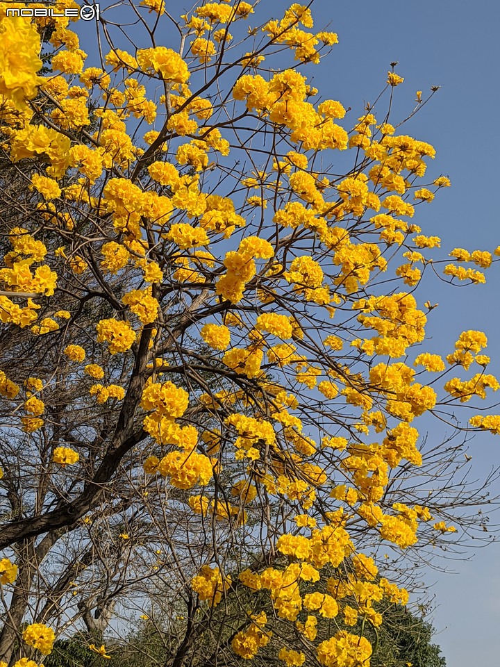 黃花風鈴木 台南市永康區忠孝路 02/26