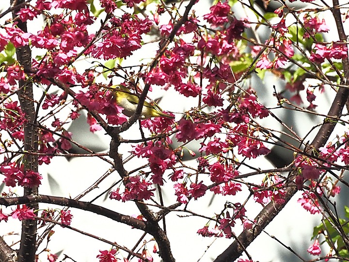 清真寺、夏慕思清真手作、永康街商圈、青田街日式建築群、溫州街蘿蔔絲餅 — 臺北市區半天小旅行