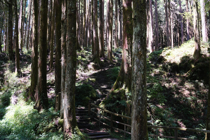 點我看大圖 【水山巨木步道 】一條結合阿里山森林鐵道文化與探訪千年水山巨木的步道