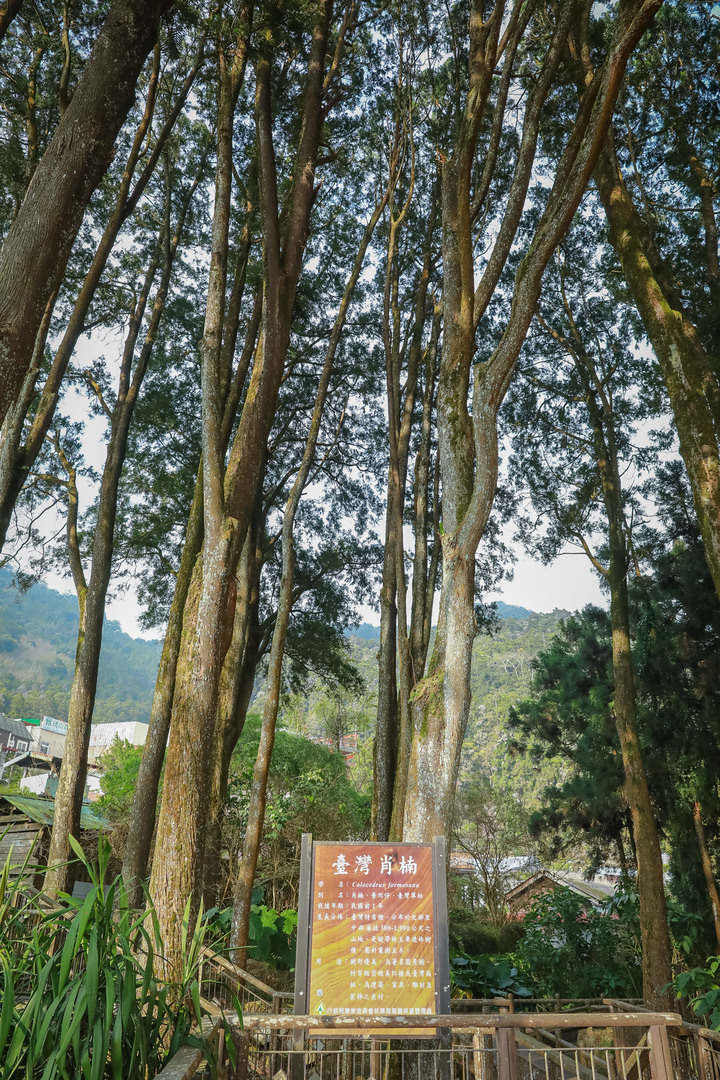 點我看大圖 阿里山櫻之道、奮起湖老街,深山處遇見滿開櫻花的露營區
