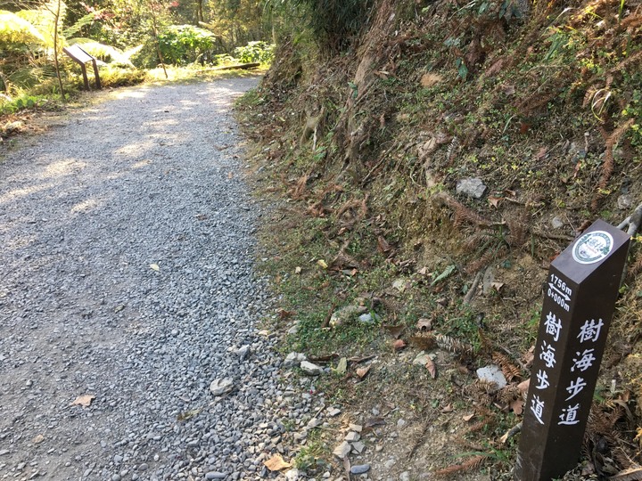 桃源賞櫻、順遊藤枝國家森林遊樂區