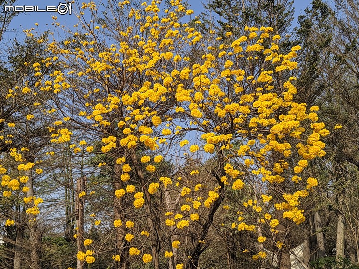 黃花風鈴木 台南市永康區忠孝路 02/26