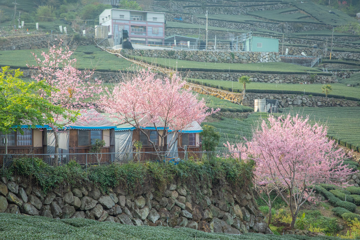 點我看大圖 阿里山櫻之道、奮起湖老街,深山處遇見滿開櫻花的露營區