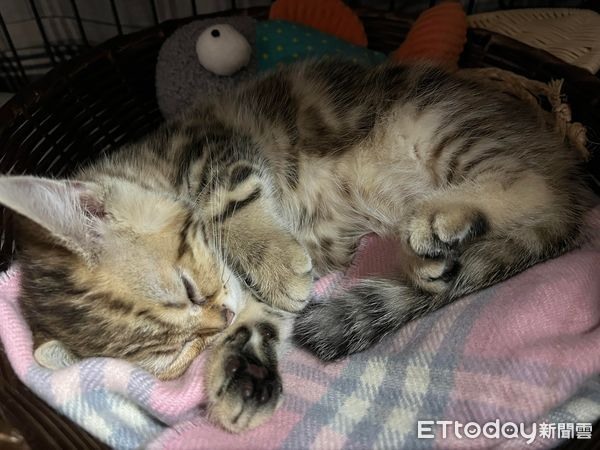 新認養的貓貓「突然找人抱著睡」奴才被黏住了：你才來5天欸