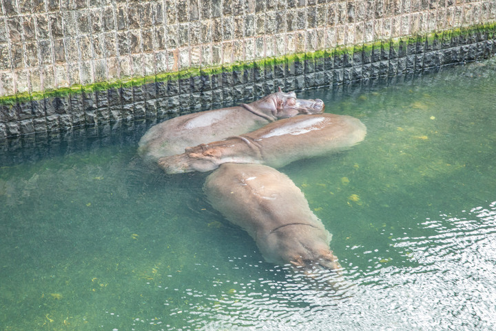 點我看大圖 壽山動物園|童年記憶的起點