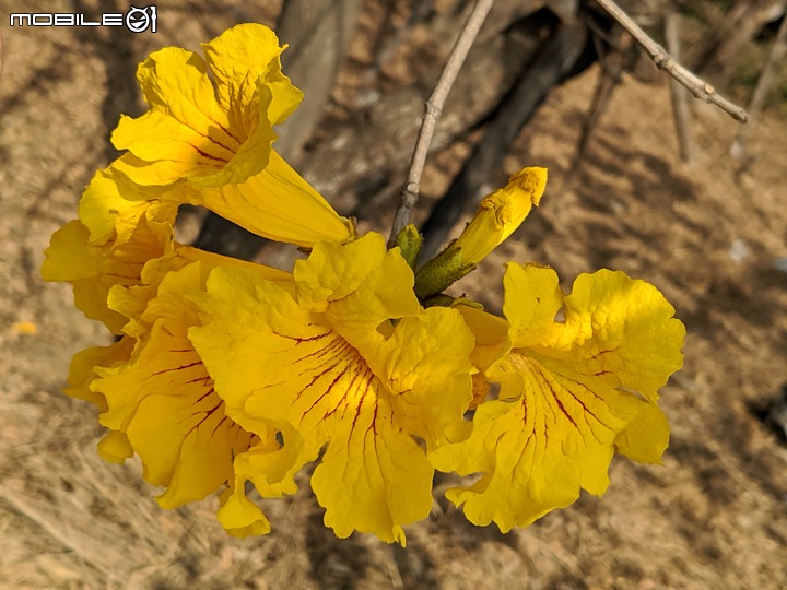 黃花風鈴木 台南市永康區忠孝路 02/26