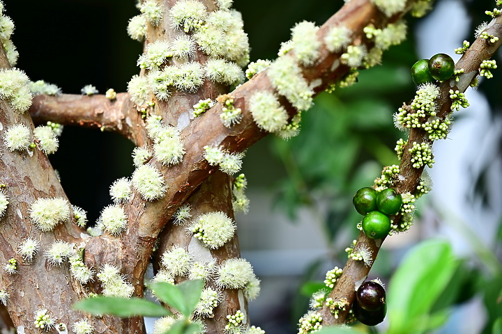 樹葡萄開了花結了果，開花吸引著蜜蜂，結果吸引著綠繡眼與白頭翁。