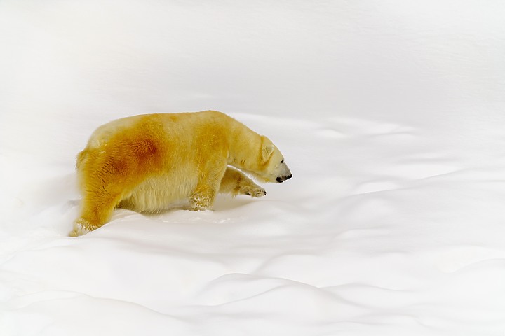 極地之旅