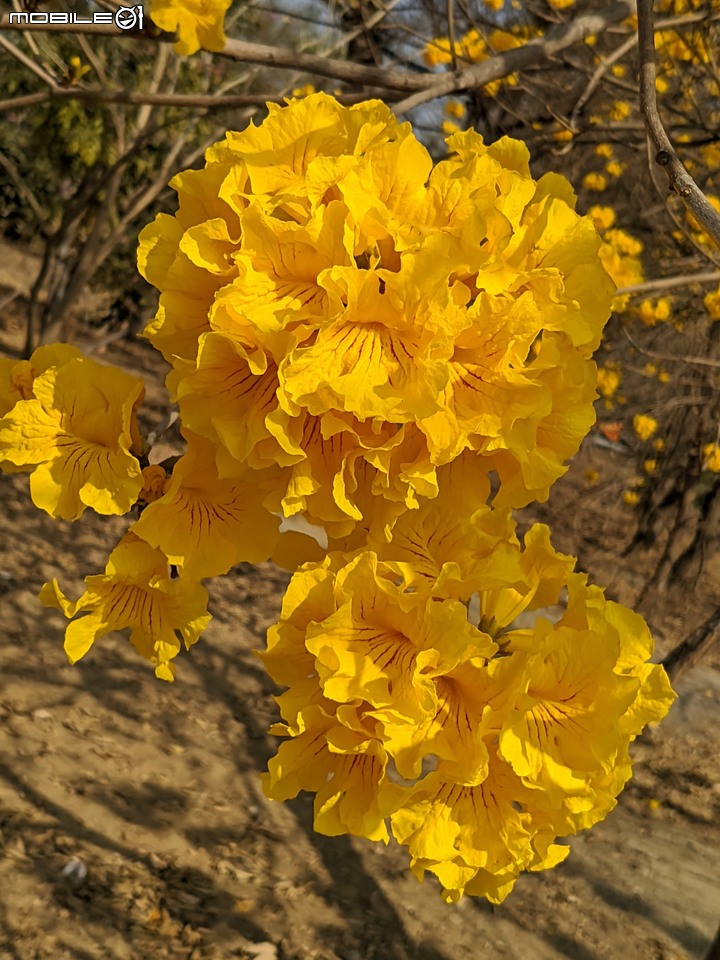 黃花風鈴木 台南市永康區忠孝路 02/26