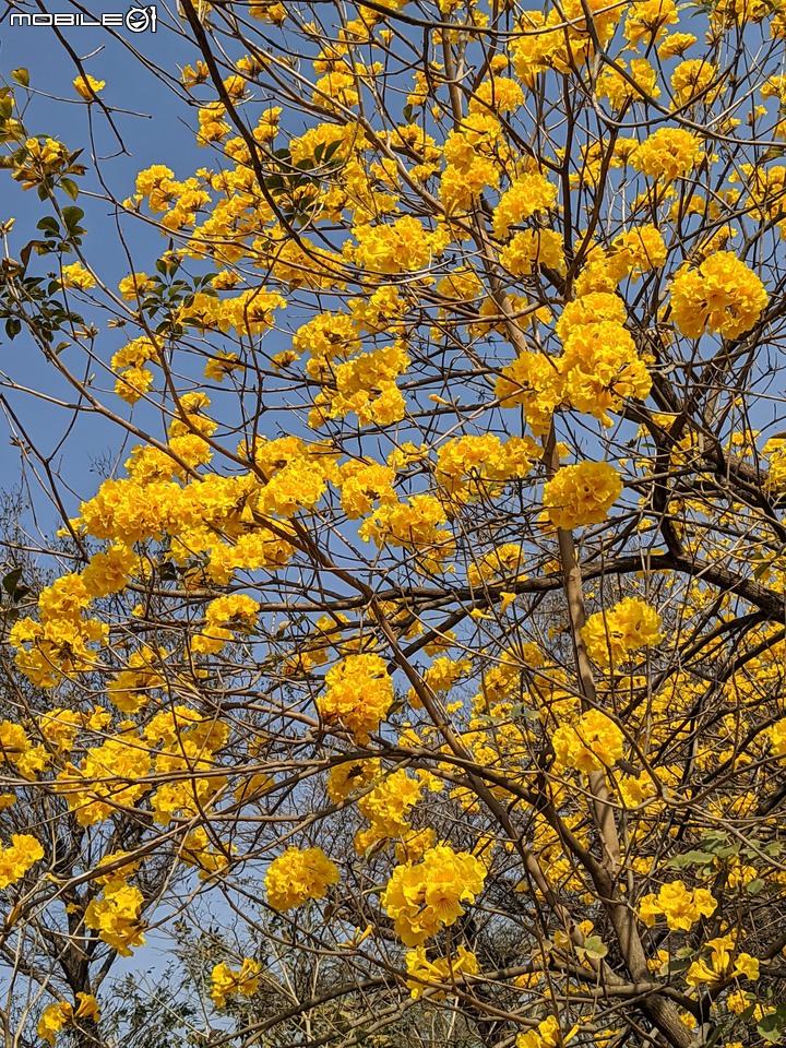 黃花風鈴木 台南市永康區忠孝路 02/26