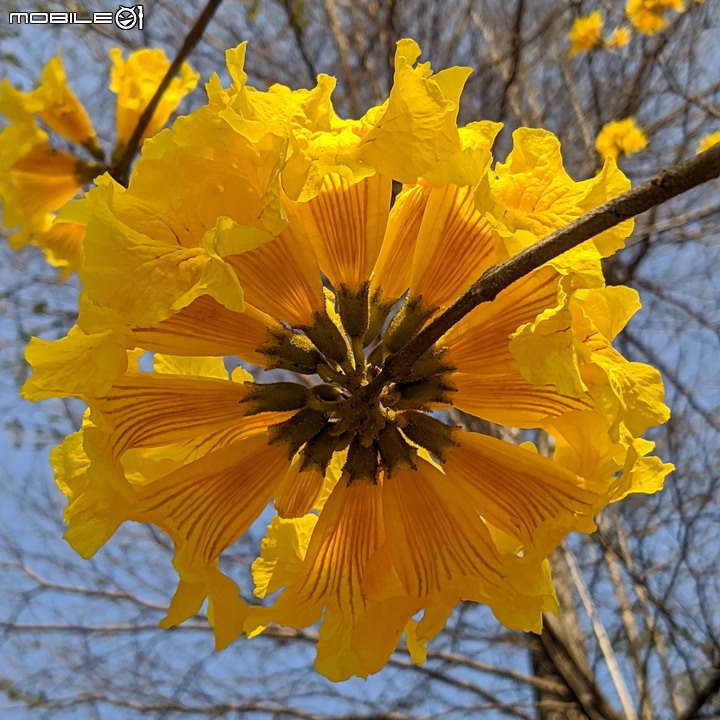 黃花風鈴木 台南市永康區忠孝路 02/26