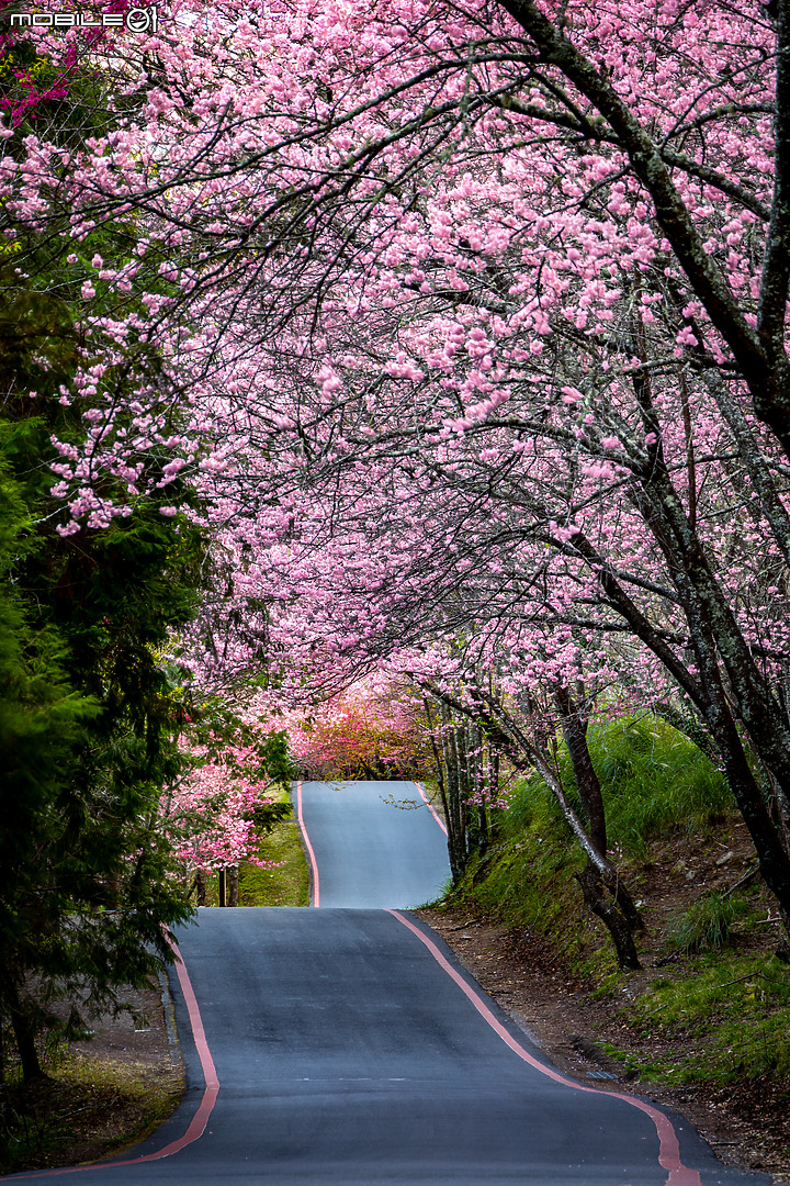 櫻花 | 武陵農場 | 兩天兩夜攝影之旅
