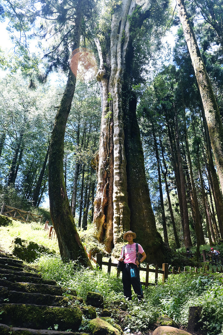 點我看大圖 【水山巨木步道 】一條結合阿里山森林鐵道文化與探訪千年水山巨木的步道