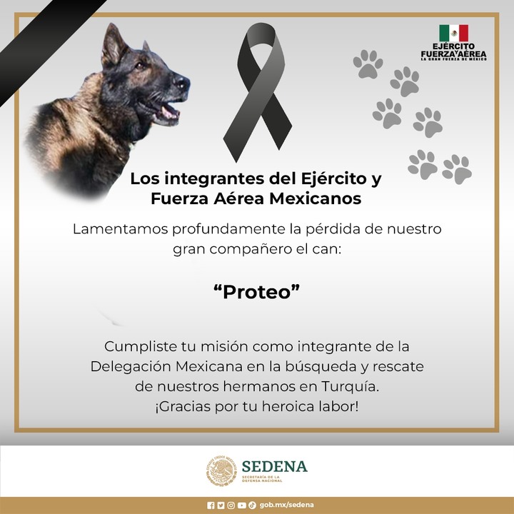 任務結束！墨搜救犬Proteo救災土耳其殉職 最後身影曝