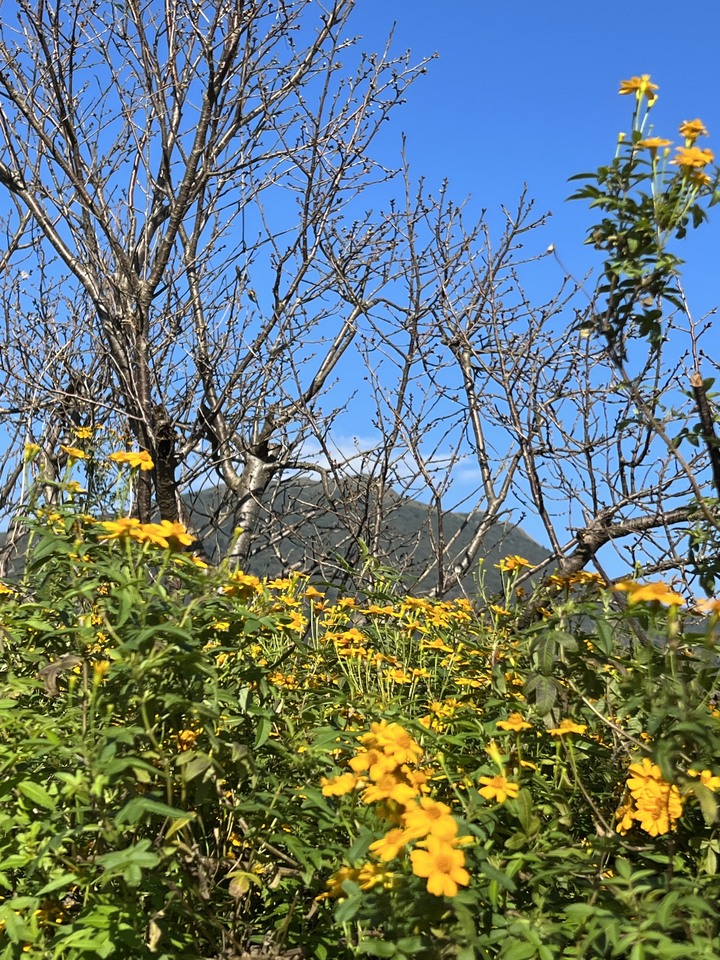 春節 / 走春 , 花燈 / 櫻花 !