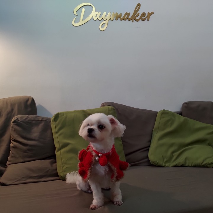 我的狗狗---時尚禦寒圍領巾