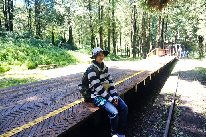 點我看大圖 【水山巨木步道 】一條結合阿里山森林鐵道文化與探訪千年水山巨木的步道
