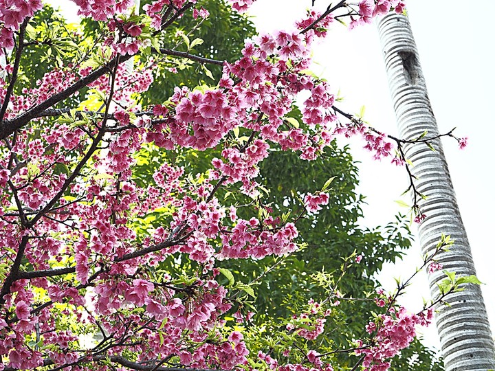 清真寺、夏慕思清真手作、永康街商圈、青田街日式建築群、溫州街蘿蔔絲餅 — 臺北市區半天小旅行
