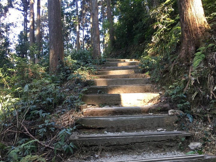 桃源賞櫻、順遊藤枝國家森林遊樂區