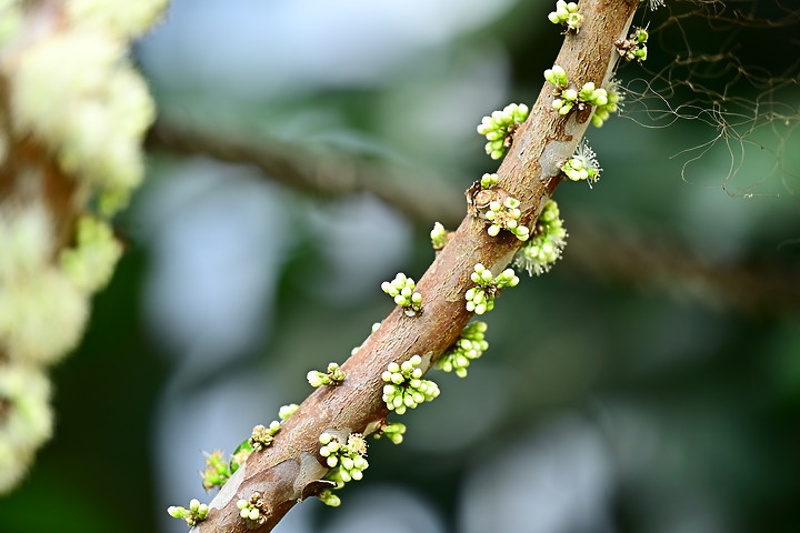 點我看大圖 樹葡萄開了花結了果,開花吸引著蜜蜂,結果吸引著綠繡眼與白頭翁。